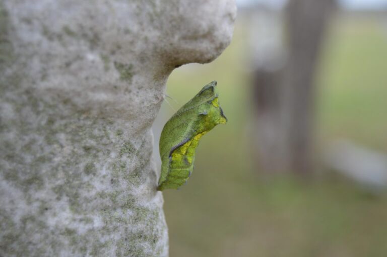 Chrysalis
