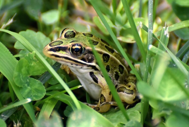 Leopard Frog