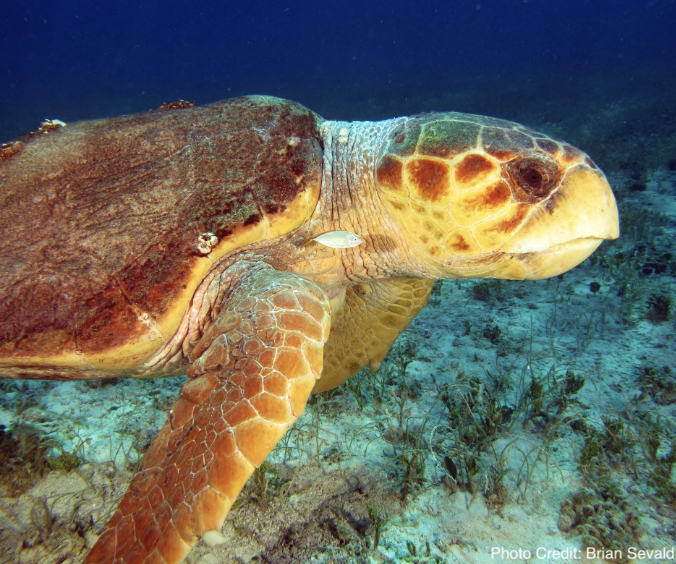 Loggerhead Turtle