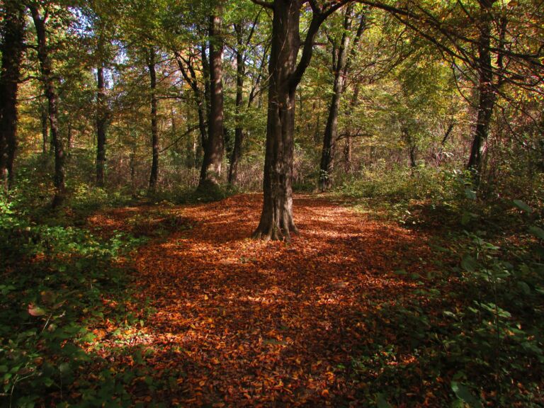 Oak Forest
