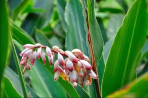 Shell Ginger - Association of Nature & Forest Therapy