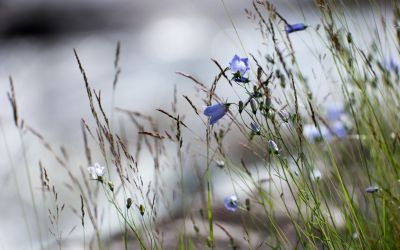First Steps into the Forest Why Join Us - Association of Nature & Forest Therapy