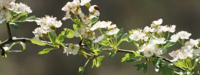 Hero Nature as Medicine Practioner Certification - Association of Nature & Forest Therapy