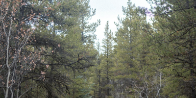 ImageWithFallback (13) - Association of Nature & Forest Therapy