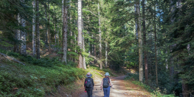 ImageWithFallback (16) - Association of Nature & Forest Therapy