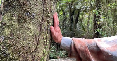 Immersions How It Unfolds - Association of Nature & Forest Therapy