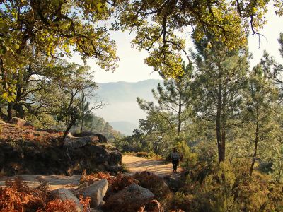 Intro Forest Bathing 2 - Association of Nature & Forest Therapy
