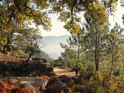 Intro Forest Bathing 2 - Association of Nature & Forest Therapy