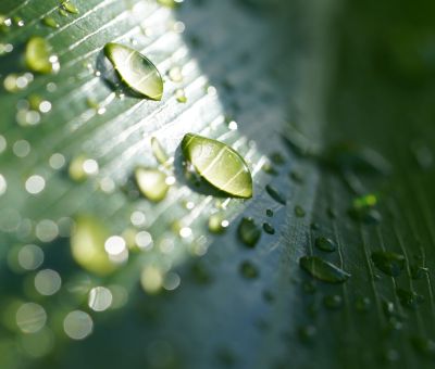 Introduction Forest Bathing Why Join Us - Association of Nature & Forest Therapy