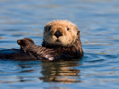 Sea Otter - Association of Nature & Forest Therapy