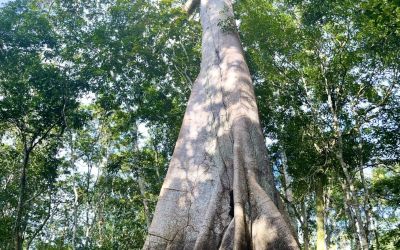 WHAT MAKES THIS DIFFERENT Amazon retreat - Association of Nature & Forest Therapy