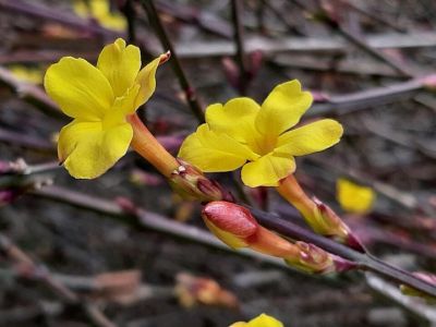 Winter Jasmin - Association of Nature & Forest Therapy
