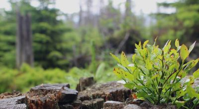 justin dream m71cxXE2wws unsplash - Association of Nature & Forest Therapy