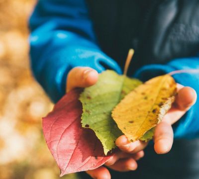 Guiding Business Success - Association of Nature & Forest Therapy