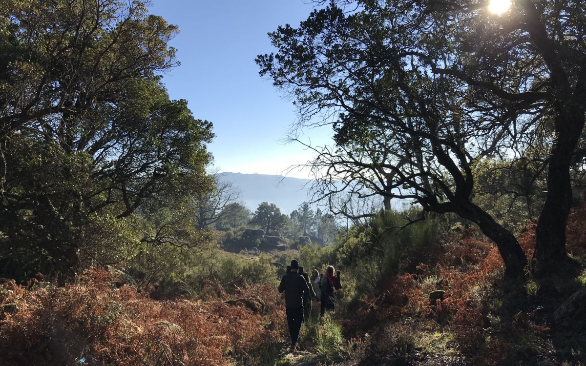 Nature And Forest Therapy - Association of Nature & Forest Therapy
