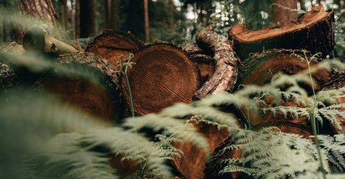 Nature And Forest Therapy - Association of Nature & Forest Therapy