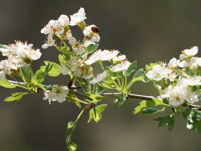 Nature As Medicine Practitioner Header - Association of Nature & Forest Therapy