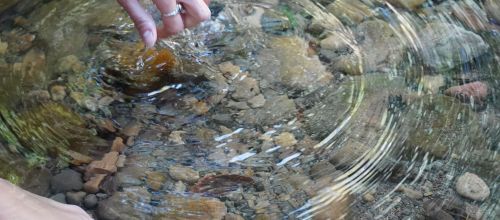 Pulmonary Dis - Association of Nature & Forest Therapy