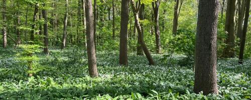 Lion's Teeth Forest Therapy