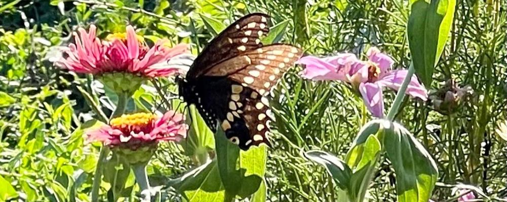 Hummingbird Healing Connections: Psychotherapy and Wellness Programs
