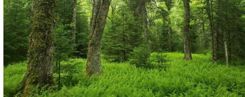 Branches of Serenity Forest Immersion
