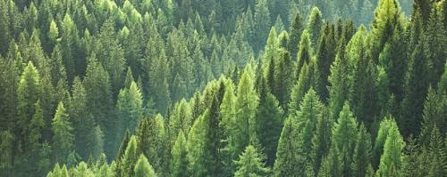 Restorative Outdoor Opportunities for Thriving (ROOT)