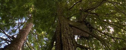 Stillness Seekers - Natalie Baldy