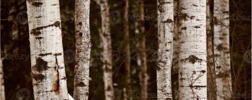 In Touch Forest Immersion, LLC