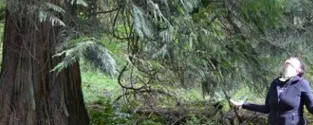 Forest Therapy PDX Mother Tree