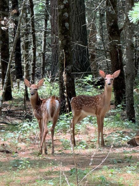 The land of One Tree Forest Therapy