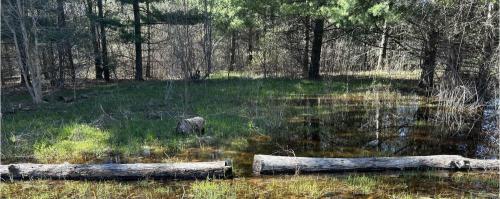 Jennifer Hamblin/Forest Bathing 4 Life