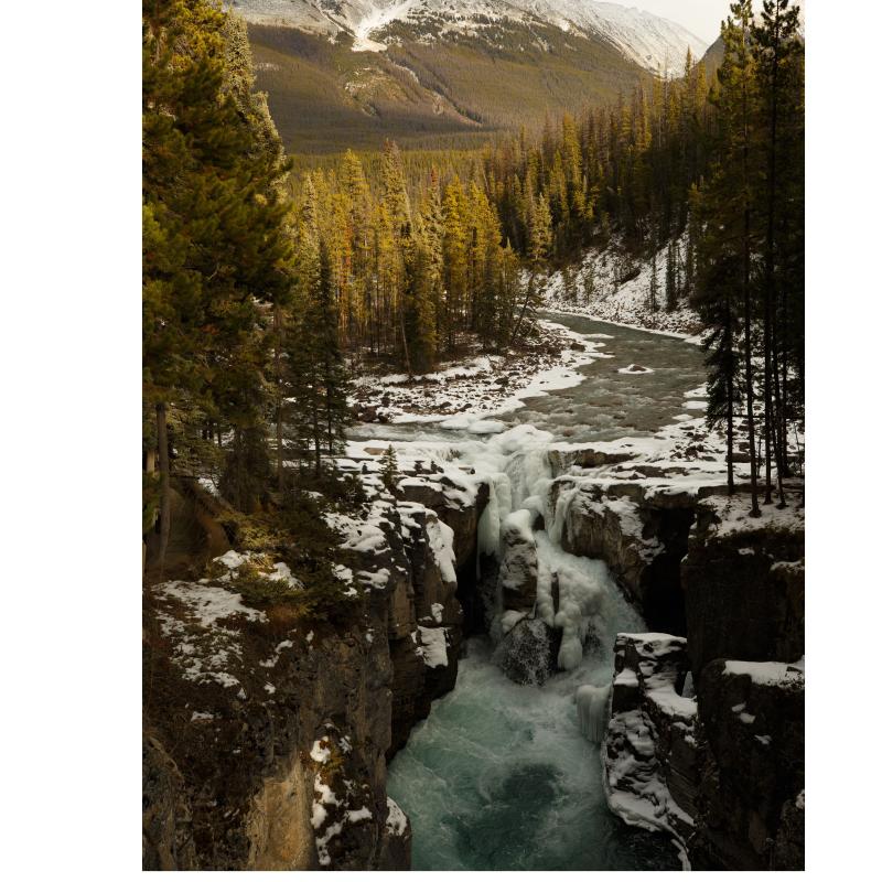 Forestlens