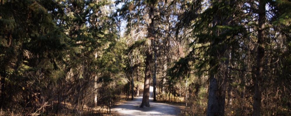 Forestlens