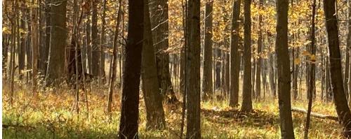 Woodland Immersions
